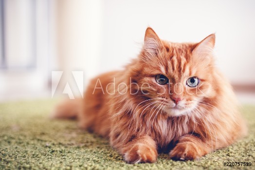 Picture of Portrait of a funny beautiful red fluffy cat with green eyes in the interior pets